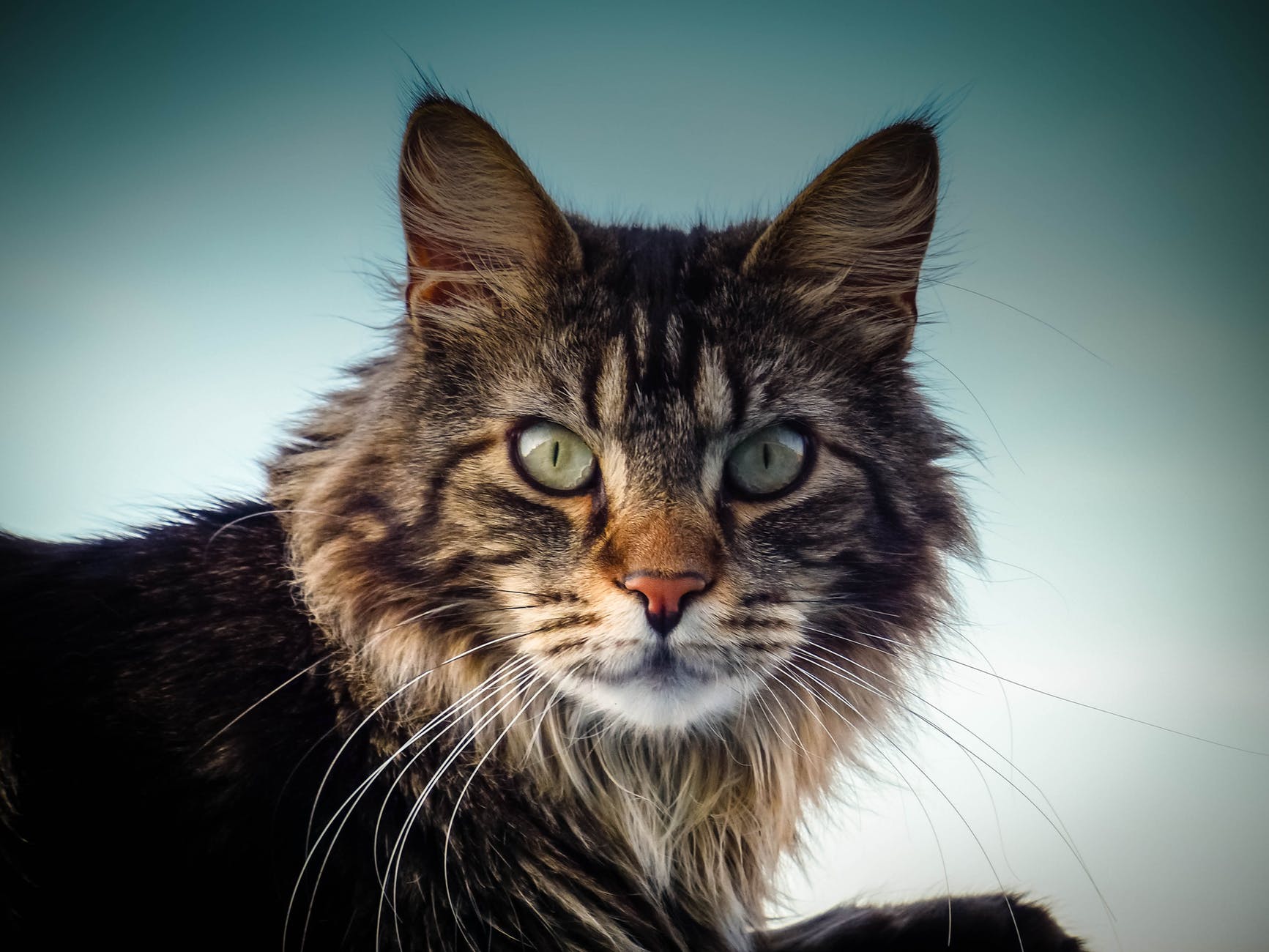 animal cat cat face close up